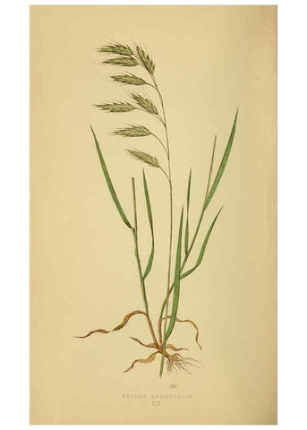 Reproducción/Reproduction 6869575227: A natural history of British grasses.. London,Groombridge,1858.