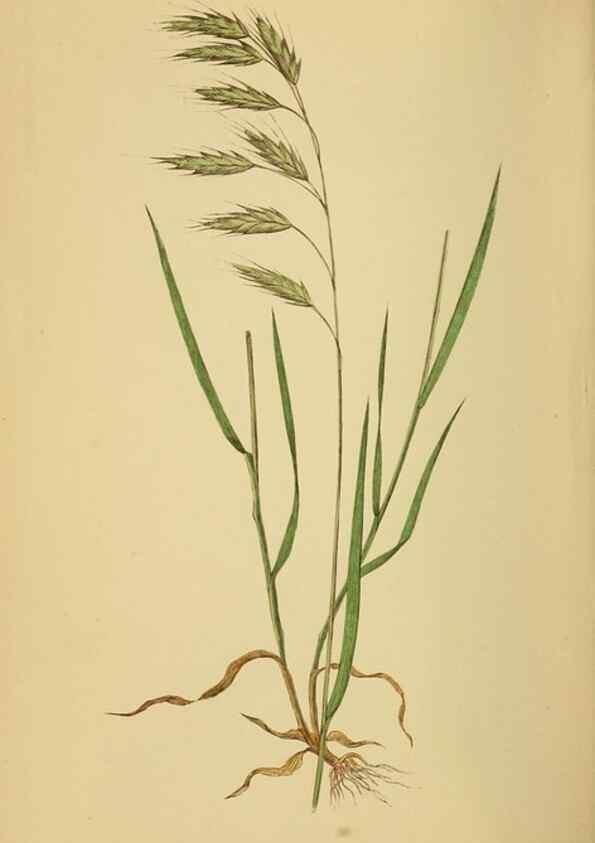 Reproducción/Reproduction 6869575227: A natural history of British grasses.. London,Groombridge,1858.