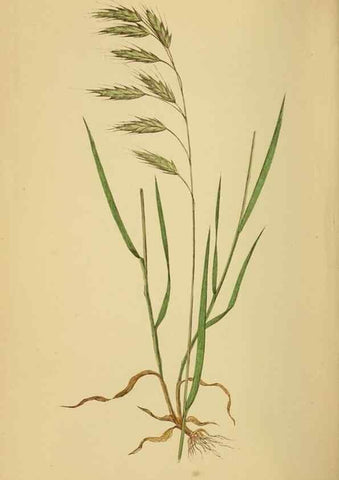 Reproducción/Reproduction 6869575227: A natural history of British grasses.. London,Groombridge,1858.