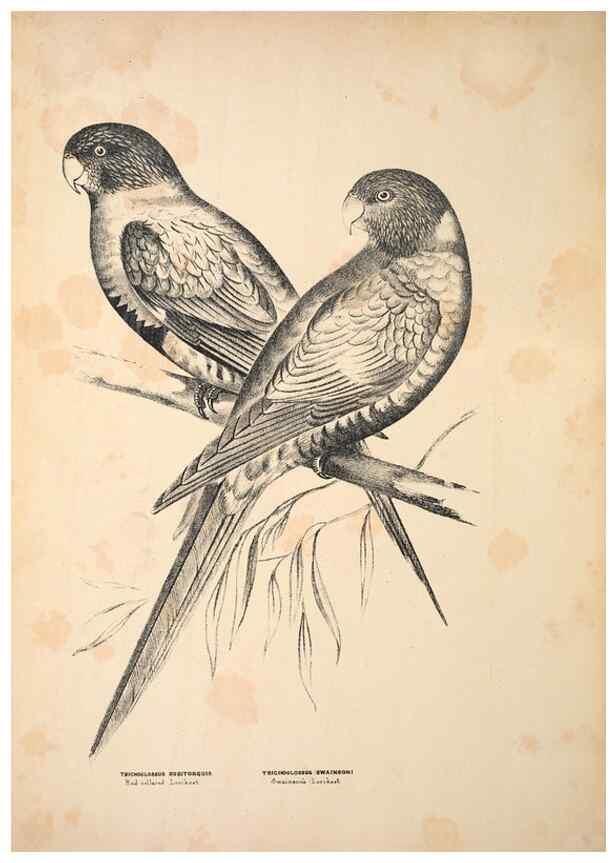 Reproducción/Reproduction 6797542114: Companion to Gould's Handbook; or, Synopsis of the birds of Australia.. Brisbane,Thorne & Greenwell,1877.