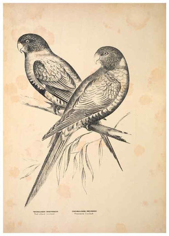 Reproducción/Reproduction 6797542114: Companion to Gould's Handbook; or, Synopsis of the birds of Australia.. Brisbane,Thorne & Greenwell,1877.