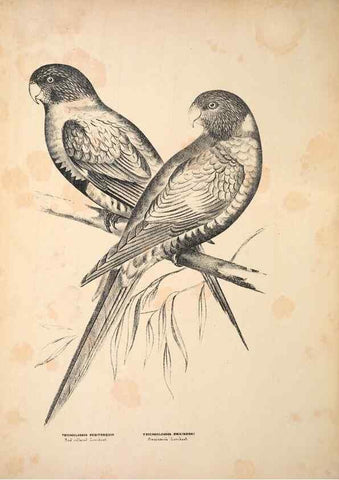 Reproducción/Reproduction 6797542114: Companion to Gould's Handbook; or, Synopsis of the birds of Australia.. Brisbane,Thorne & Greenwell,1877.