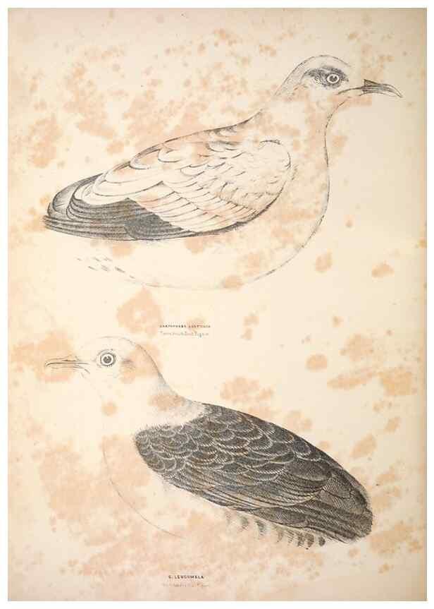 Reproducción/Reproduction 6943659041: Companion to Gould's Handbook; or, Synopsis of the birds of Australia.. Brisbane,Thorne & Greenwell,1877.