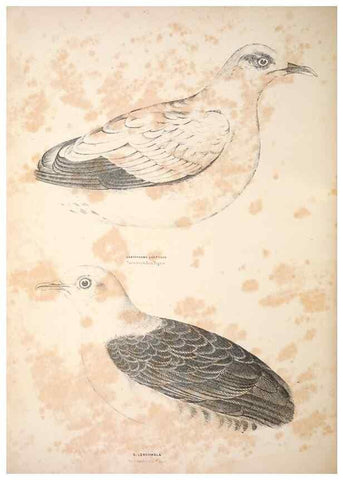 Reproducción/Reproduction 6943659041: Companion to Gould's Handbook; or, Synopsis of the birds of Australia.. Brisbane,Thorne & Greenwell,1877.