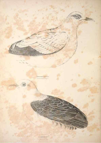 Reproducción/Reproduction 6943659041: Companion to Gould's Handbook; or, Synopsis of the birds of Australia.. Brisbane,Thorne & Greenwell,1877.