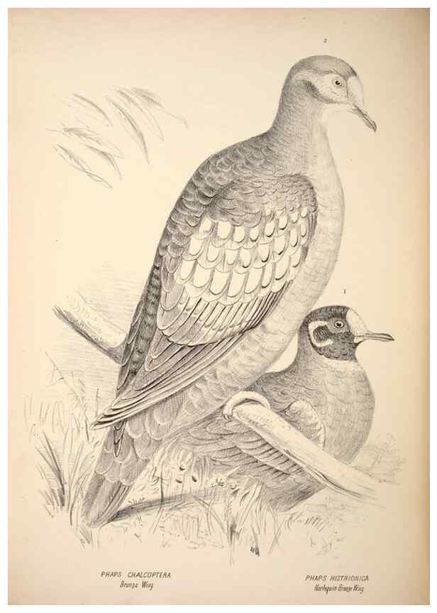 Reproducción/Reproduction 6797544058: Companion to Gould's Handbook; or, Synopsis of the birds of Australia.. Brisbane,Thorne & Greenwell,1877.