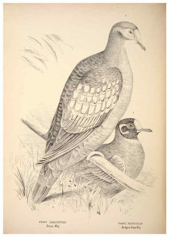 Reproducción/Reproduction 6797544058: Companion to Gould's Handbook; or, Synopsis of the birds of Australia.. Brisbane,Thorne & Greenwell,1877.