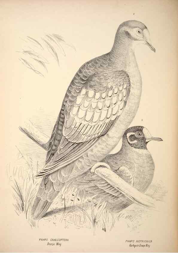 Reproducción/Reproduction 6797544058: Companion to Gould's Handbook; or, Synopsis of the birds of Australia.. Brisbane,Thorne & Greenwell,1877.