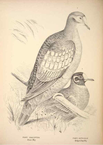 Reproducción/Reproduction 6797544058: Companion to Gould's Handbook; or, Synopsis of the birds of Australia.. Brisbane,Thorne & Greenwell,1877.