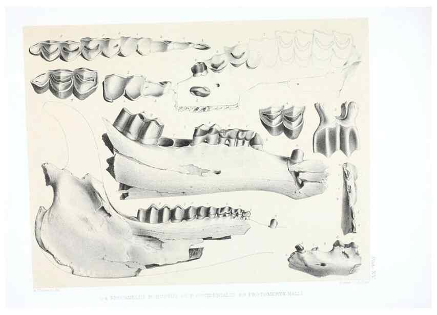 Reproducción/Reproduction 6800340098: The extinct mammalian fauna of Dakota and Nebraska :. Philadelphia :Published for the Academy, by J.B. Lippincott,1869.