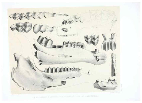 Reproducción/Reproduction 6800340098: The extinct mammalian fauna of Dakota and Nebraska :. Philadelphia :Published for the Academy, by J.B. Lippincott,1869.