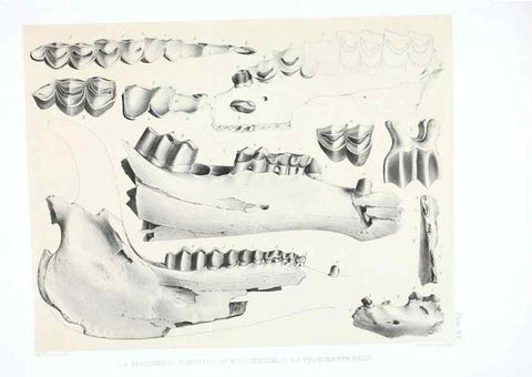 Reproducción/Reproduction 6800340098: The extinct mammalian fauna of Dakota and Nebraska :. Philadelphia :Published for the Academy, by J.B. Lippincott,1869.