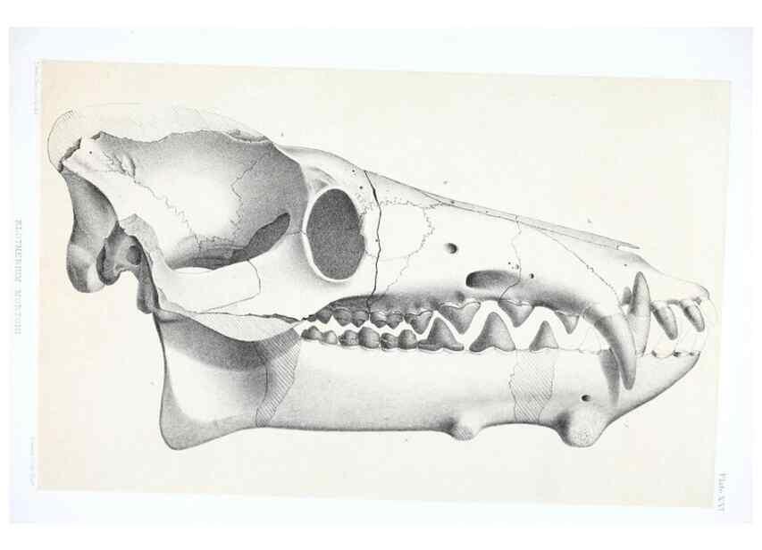 Reproducción/Reproduction 6946447099: The extinct mammalian fauna of Dakota and Nebraska :. Philadelphia :Published for the Academy, by J.B. Lippincott,1869.