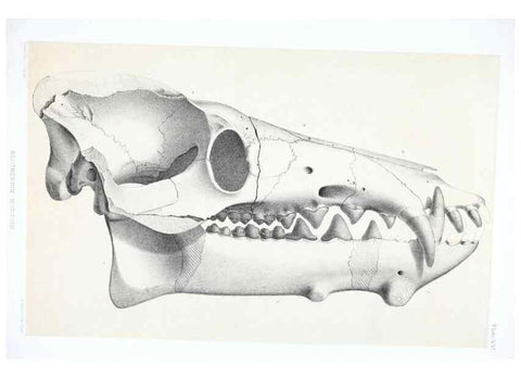 Reproducción/Reproduction 6946447099: The extinct mammalian fauna of Dakota and Nebraska :. Philadelphia :Published for the Academy, by J.B. Lippincott,1869.