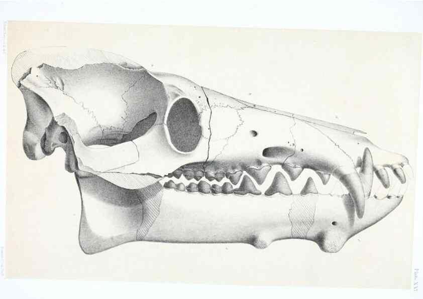 Reproducción/Reproduction 6946447099: The extinct mammalian fauna of Dakota and Nebraska :. Philadelphia :Published for the Academy, by J.B. Lippincott,1869.