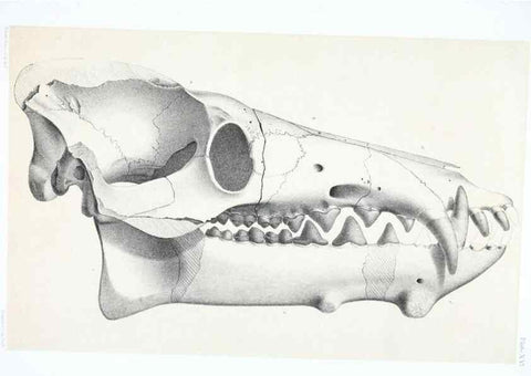 Reproducción/Reproduction 6946447099: The extinct mammalian fauna of Dakota and Nebraska :. Philadelphia :Published for the Academy, by J.B. Lippincott,1869.