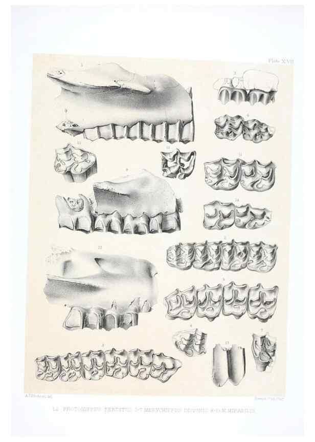 Reproducción/Reproduction 6946447407: The extinct mammalian fauna of Dakota and Nebraska :. Philadelphia :Published for the Academy, by J.B. Lippincott,1869.