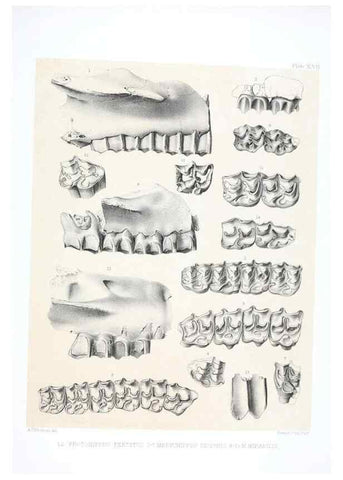 Reproducción/Reproduction 6946447407: The extinct mammalian fauna of Dakota and Nebraska :. Philadelphia :Published for the Academy, by J.B. Lippincott,1869.