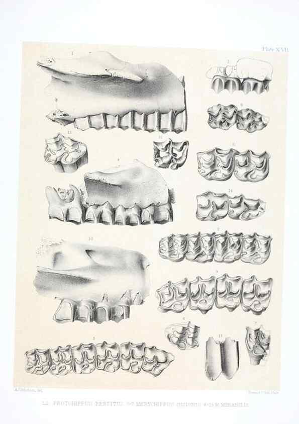 Reproducción/Reproduction 6946447407: The extinct mammalian fauna of Dakota and Nebraska :. Philadelphia :Published for the Academy, by J.B. Lippincott,1869.