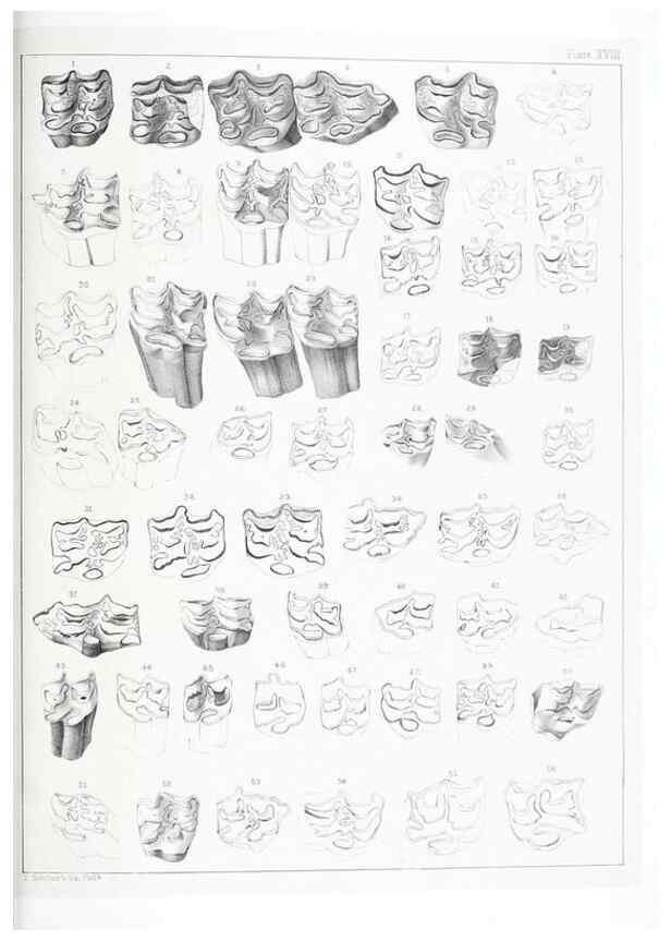 Reproducción/Reproduction 6800341258: The extinct mammalian fauna of Dakota and Nebraska :. Philadelphia :Published for the Academy, by J.B. Lippincott,1869.