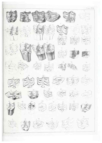 Reproducción/Reproduction 6800341258: The extinct mammalian fauna of Dakota and Nebraska :. Philadelphia :Published for the Academy, by J.B. Lippincott,1869.