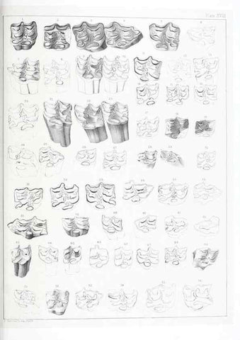Reproducción/Reproduction 6800341258: The extinct mammalian fauna of Dakota and Nebraska :. Philadelphia :Published for the Academy, by J.B. Lippincott,1869.