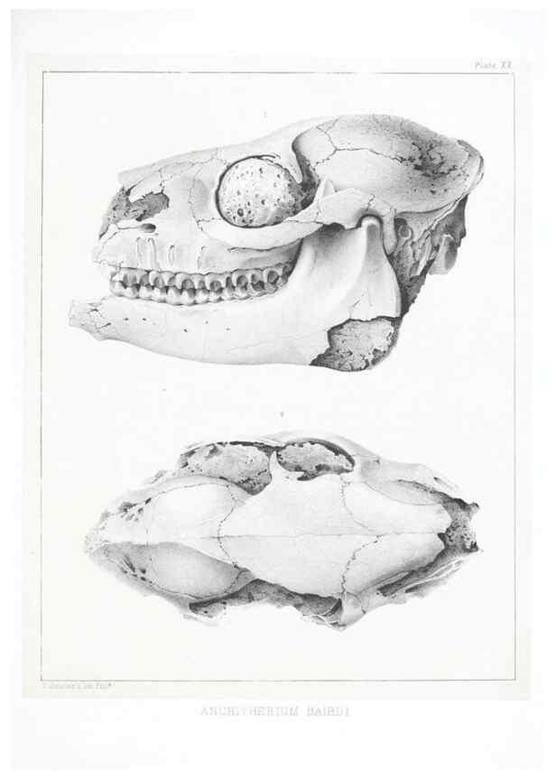 Reproducción/Reproduction 6946448463: The extinct mammalian fauna of Dakota and Nebraska :. Philadelphia :Published for the Academy, by J.B. Lippincott,1869.