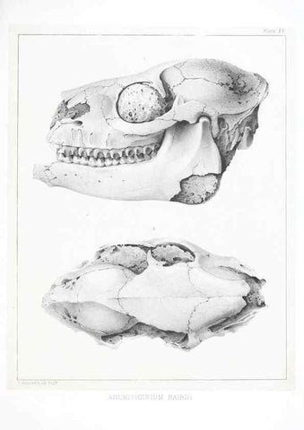 Reproducción/Reproduction 6946448463: The extinct mammalian fauna of Dakota and Nebraska :. Philadelphia :Published for the Academy, by J.B. Lippincott,1869.
