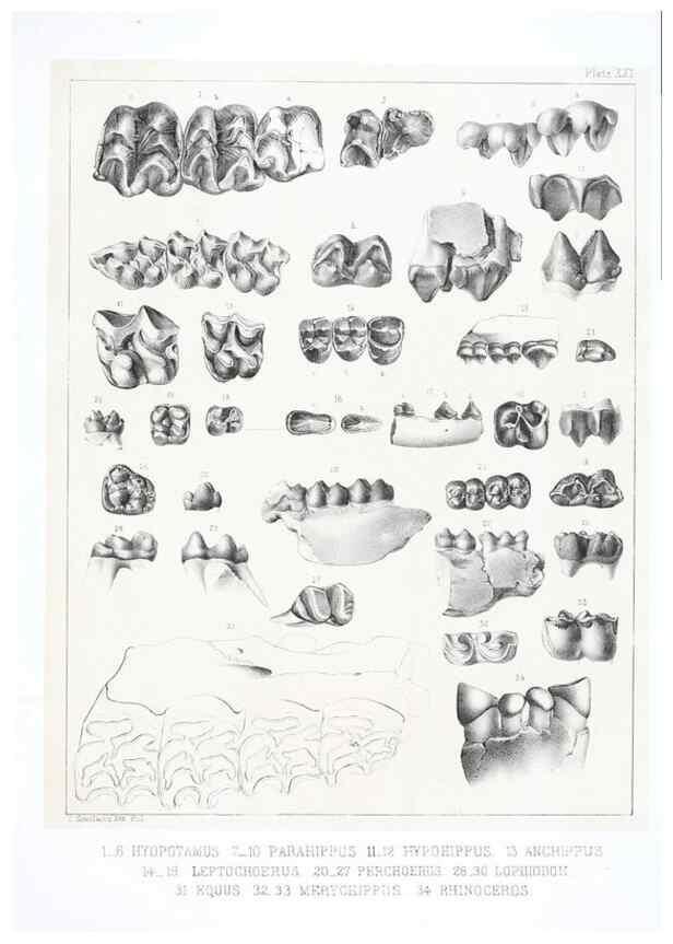 Reproducción/Reproduction 6800342246: The extinct mammalian fauna of Dakota and Nebraska :. Philadelphia :Published for the Academy, by J.B. Lippincott,1869.