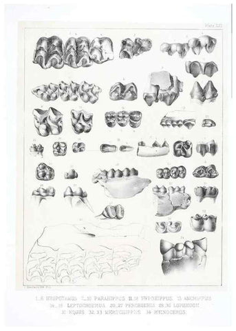 Reproducción/Reproduction 6800342246: The extinct mammalian fauna of Dakota and Nebraska :. Philadelphia :Published for the Academy, by J.B. Lippincott,1869.