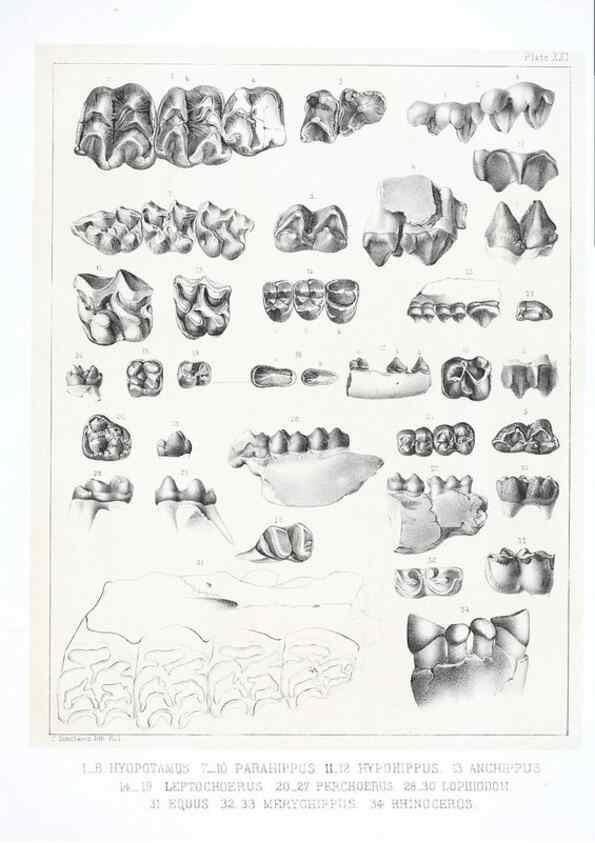 Reproducción/Reproduction 6800342246: The extinct mammalian fauna of Dakota and Nebraska :. Philadelphia :Published for the Academy, by J.B. Lippincott,1869.