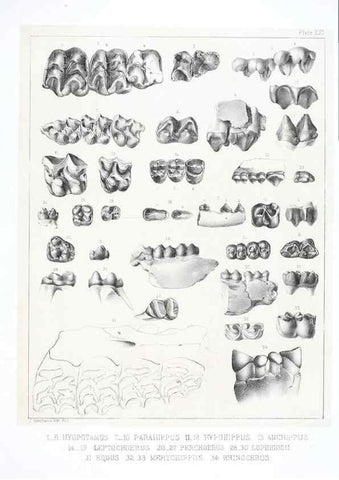 Reproducción/Reproduction 6800342246: The extinct mammalian fauna of Dakota and Nebraska :. Philadelphia :Published for the Academy, by J.B. Lippincott,1869.