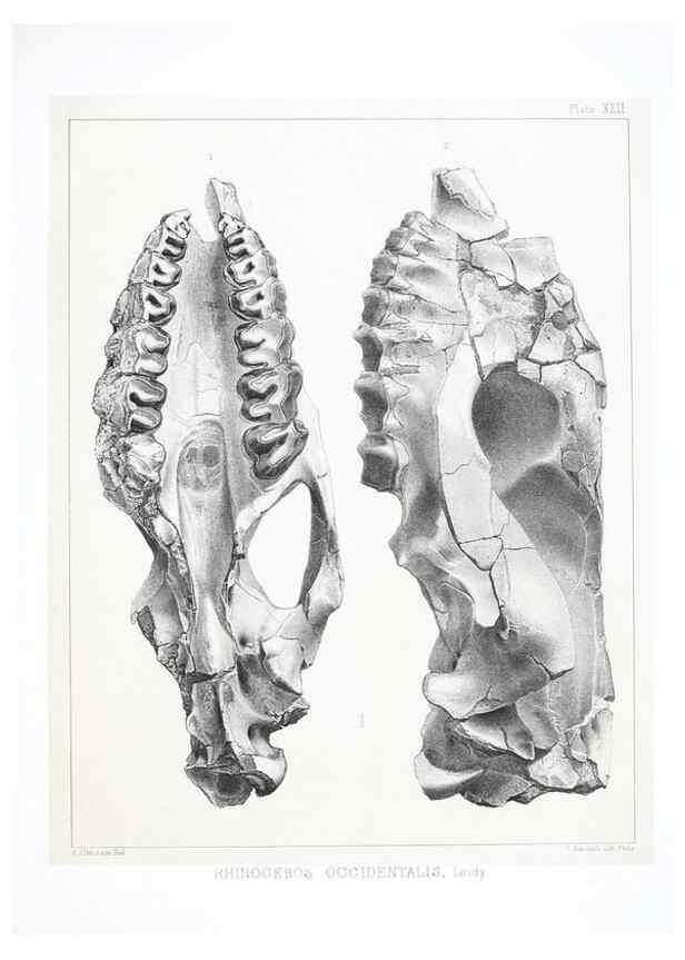 Reproducción/Reproduction 6800342932: The extinct mammalian fauna of Dakota and Nebraska :. Philadelphia :Published for the Academy, by J.B. Lippincott,1869.
