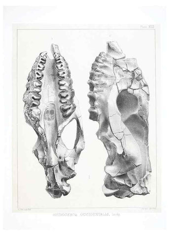 Reproducción/Reproduction 6800342932: The extinct mammalian fauna of Dakota and Nebraska :. Philadelphia :Published for the Academy, by J.B. Lippincott,1869.