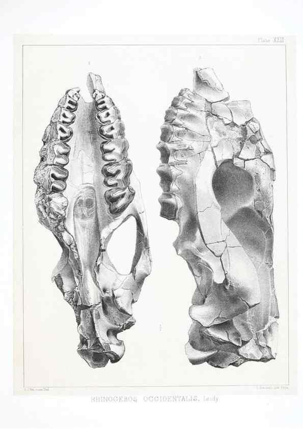 Reproducción/Reproduction 6800342932: The extinct mammalian fauna of Dakota and Nebraska :. Philadelphia :Published for the Academy, by J.B. Lippincott,1869.