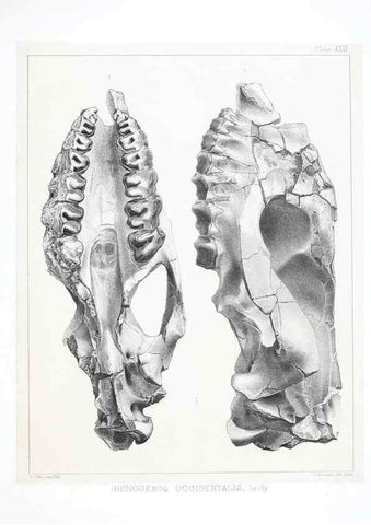 Reproducción/Reproduction 6800342932: The extinct mammalian fauna of Dakota and Nebraska :. Philadelphia :Published for the Academy, by J.B. Lippincott,1869.