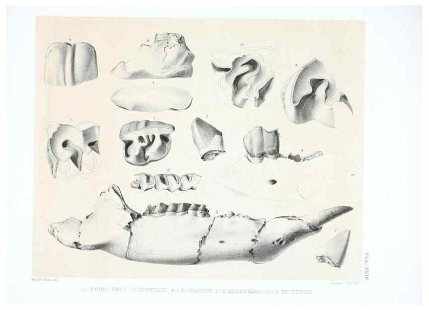 Reproducción/Reproduction 6946449951: The extinct mammalian fauna of Dakota and Nebraska :. Philadelphia :Published for the Academy, by J.B. Lippincott,1869.