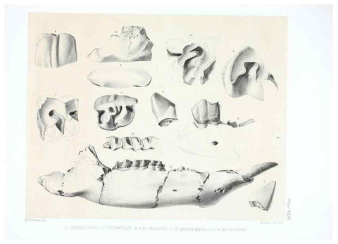 Reproducción/Reproduction 6946449951: The extinct mammalian fauna of Dakota and Nebraska :. Philadelphia :Published for the Academy, by J.B. Lippincott,1869.