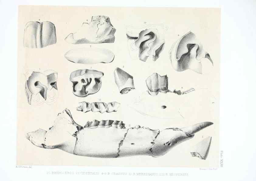 Reproducción/Reproduction 6946449951: The extinct mammalian fauna of Dakota and Nebraska :. Philadelphia :Published for the Academy, by J.B. Lippincott,1869.