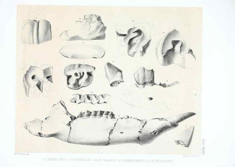 Reproducción/Reproduction 6946449951: The extinct mammalian fauna of Dakota and Nebraska :. Philadelphia :Published for the Academy, by J.B. Lippincott,1869.