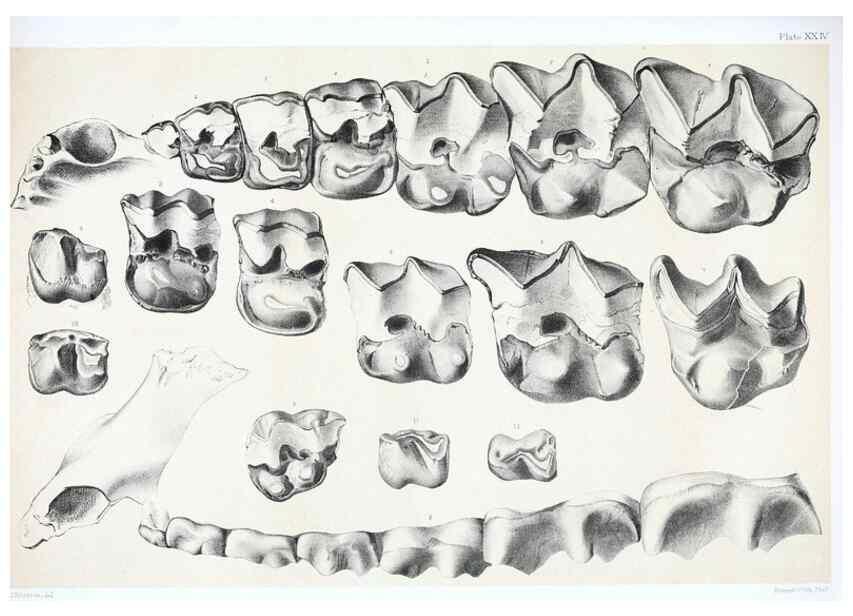 Reproducción/Reproduction 6946450401: The extinct mammalian fauna of Dakota and Nebraska :. Philadelphia :Published for the Academy, by J.B. Lippincott,1869.