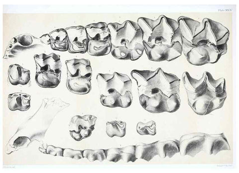 Reproducción/Reproduction 6946450401: The extinct mammalian fauna of Dakota and Nebraska :. Philadelphia :Published for the Academy, by J.B. Lippincott,1869.