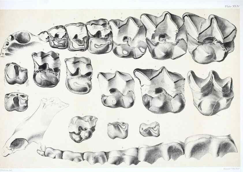 Reproducción/Reproduction 6946450401: The extinct mammalian fauna of Dakota and Nebraska :. Philadelphia :Published for the Academy, by J.B. Lippincott,1869.