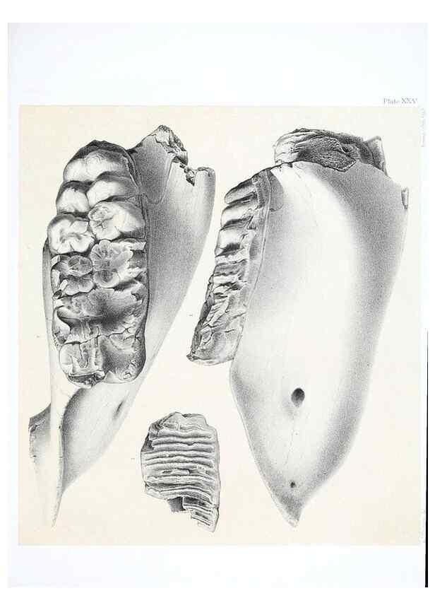 Reproducción/Reproduction 6946450881: The extinct mammalian fauna of Dakota and Nebraska :. Philadelphia :Published for the Academy, by J.B. Lippincott,1869.