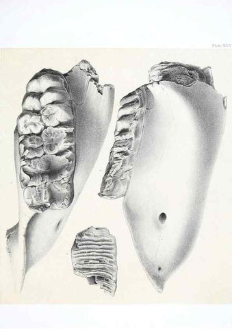 Reproducción/Reproduction 6946450881: The extinct mammalian fauna of Dakota and Nebraska :. Philadelphia :Published for the Academy, by J.B. Lippincott,1869.
