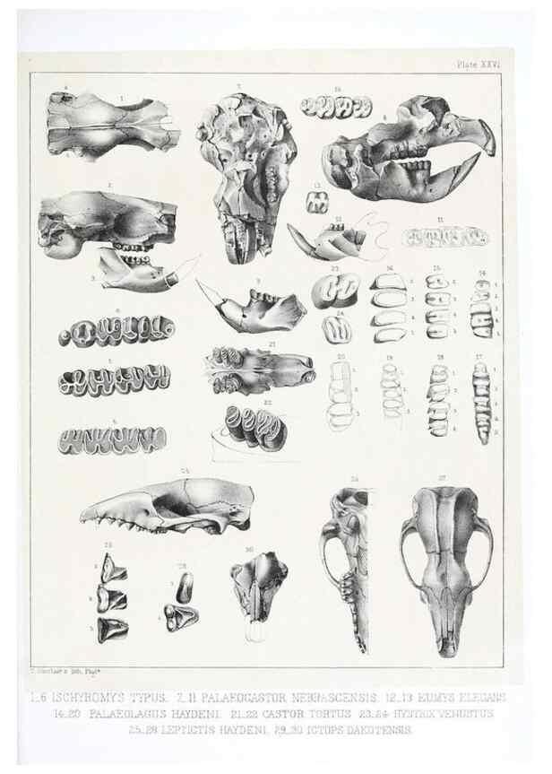 Reproducción/Reproduction 6800344678: The extinct mammalian fauna of Dakota and Nebraska :. Philadelphia :Published for the Academy, by J.B. Lippincott,1869.
