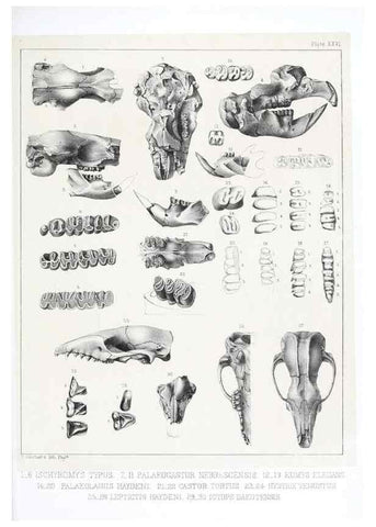 Reproducción/Reproduction 6800344678: The extinct mammalian fauna of Dakota and Nebraska :. Philadelphia :Published for the Academy, by J.B. Lippincott,1869.