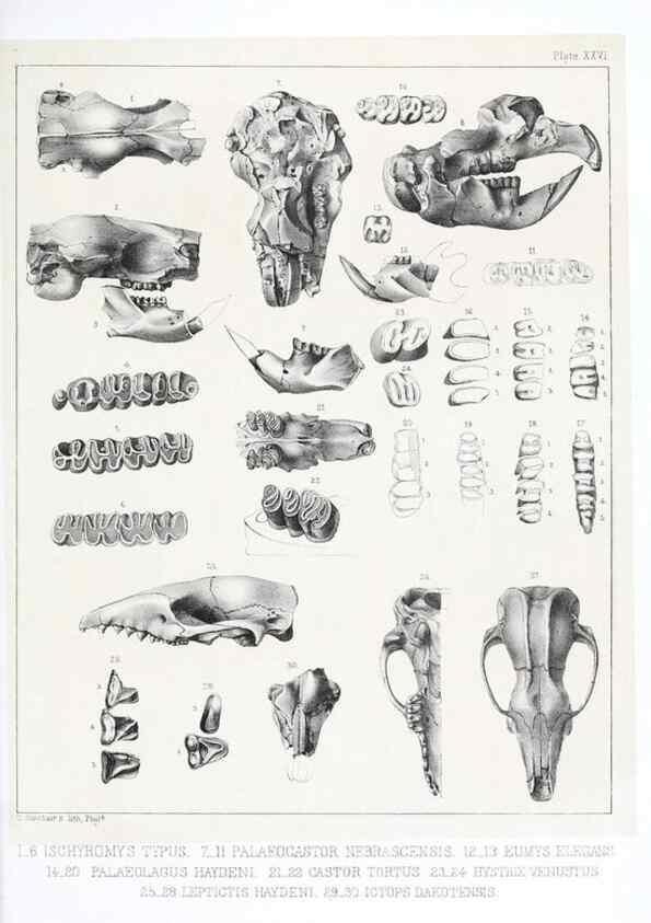 Reproducción/Reproduction 6800344678: The extinct mammalian fauna of Dakota and Nebraska :. Philadelphia :Published for the Academy, by J.B. Lippincott,1869.