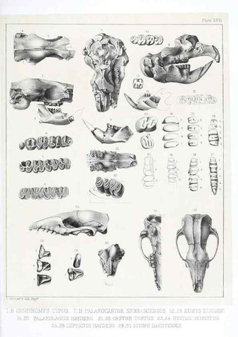 Reproducción/Reproduction 6800344678: The extinct mammalian fauna of Dakota and Nebraska :. Philadelphia :Published for the Academy, by J.B. Lippincott,1869.