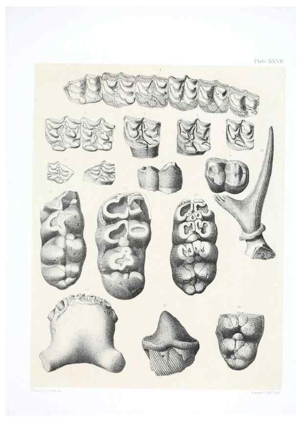 Reproducción/Reproduction 6800345026: The extinct mammalian fauna of Dakota and Nebraska :. Philadelphia :Published for the Academy, by J.B. Lippincott,1869.